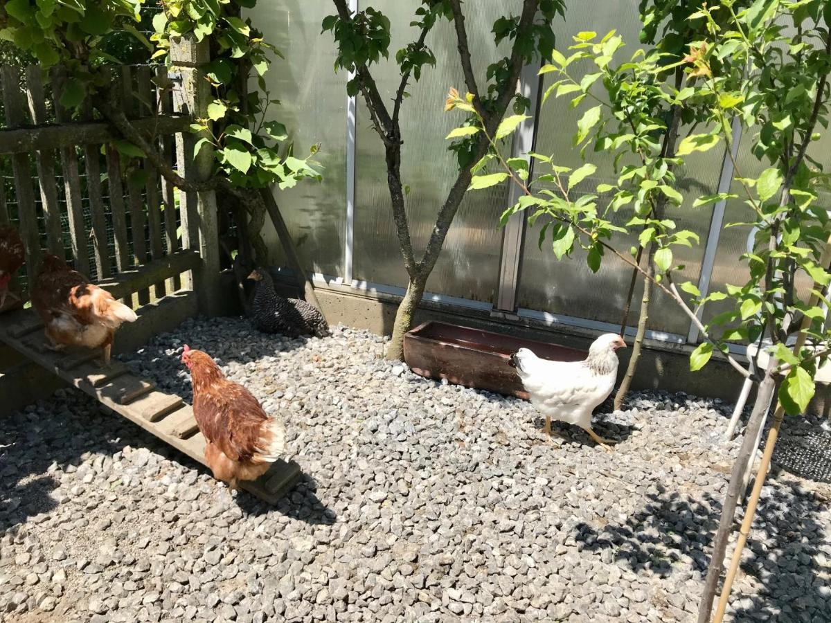 Ferienwohnung Draexl Garten Und Bergblick Nußdorf am Inn Εξωτερικό φωτογραφία